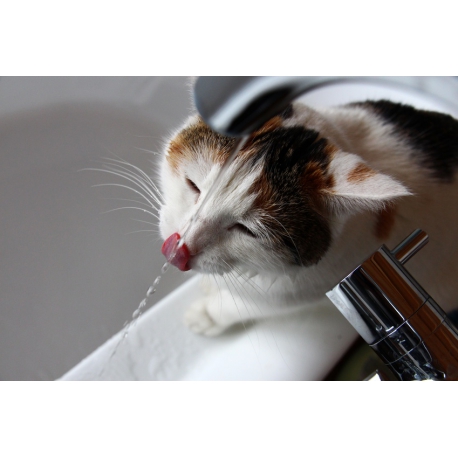 fontaine à eau pour chat chez Catapart